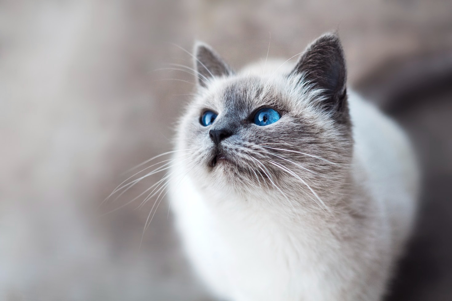 Why Cats Inspire Our Creativity and Designs